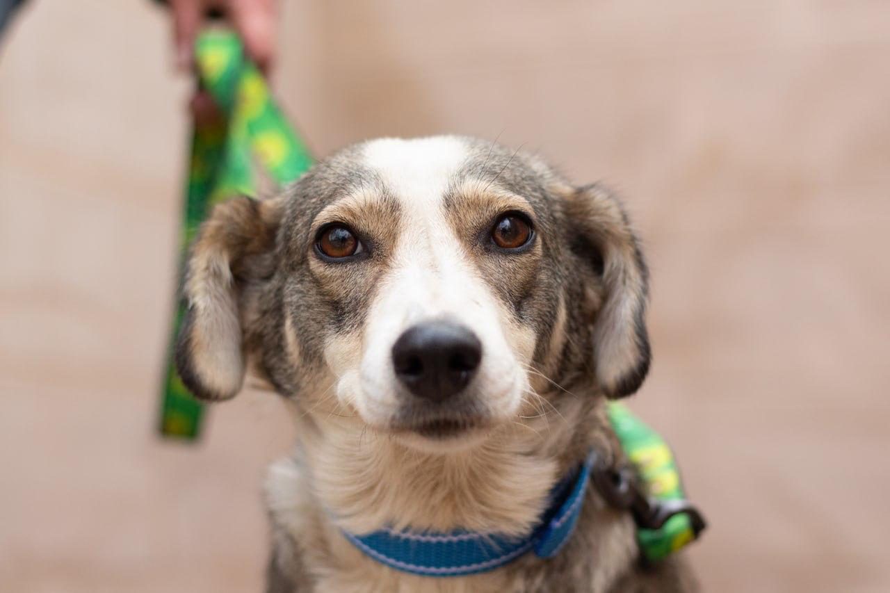 Chiens à adopter